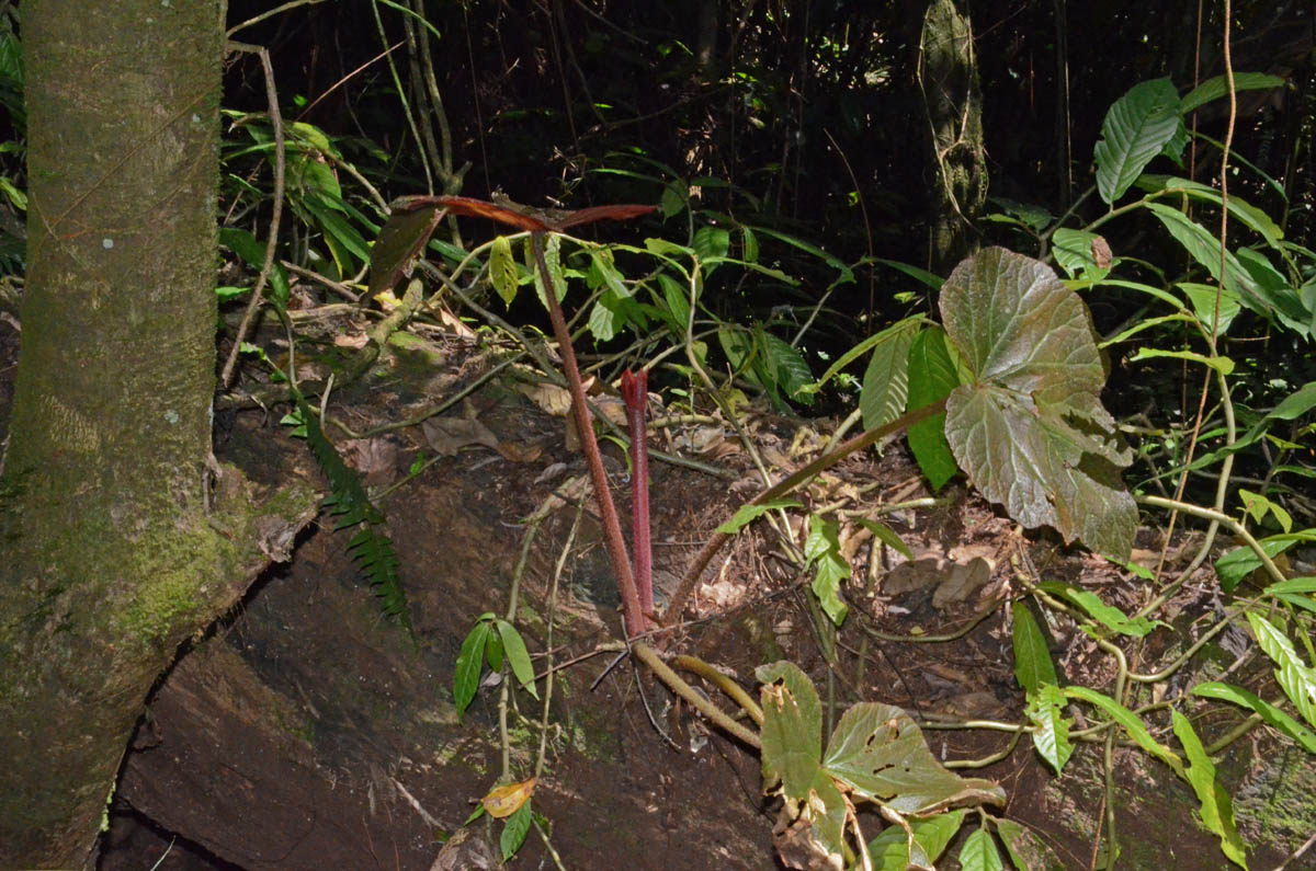 B. robusta var. robusta